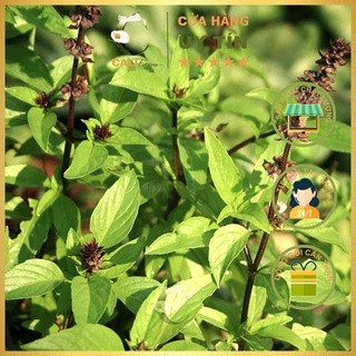 Hạt Giống Rau Húng Quế Rado 25 (10gr)
