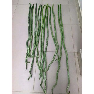 Hạt Giống Mướp Rắn