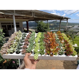 Vỉ mix 84 cây