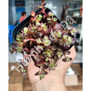 Sen đá huyết long - sedum dragon blood