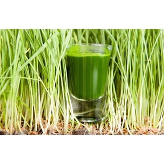 Hạt giống Cỏ Lúa Mì