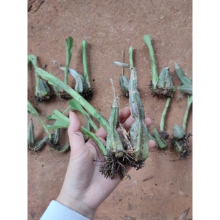 1 củ địa lan bầu riệu (túy lan)