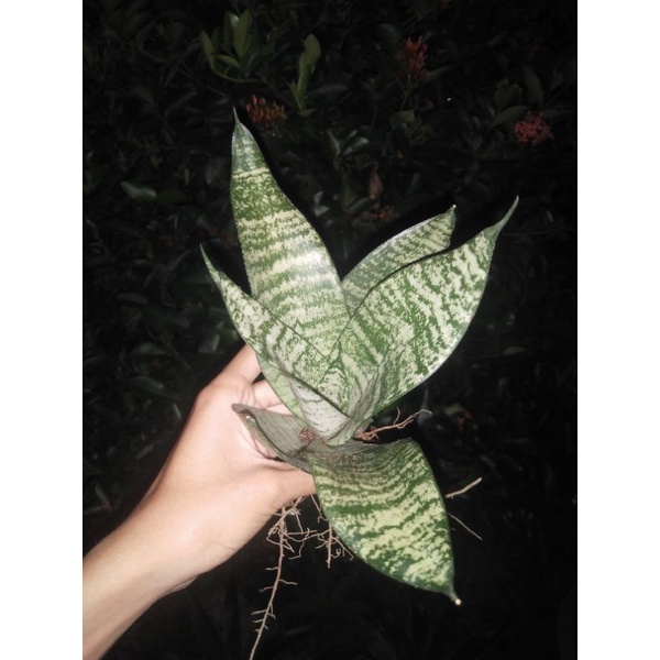 CÂY LƯỠI HỔ Sansevieria trifasciata
