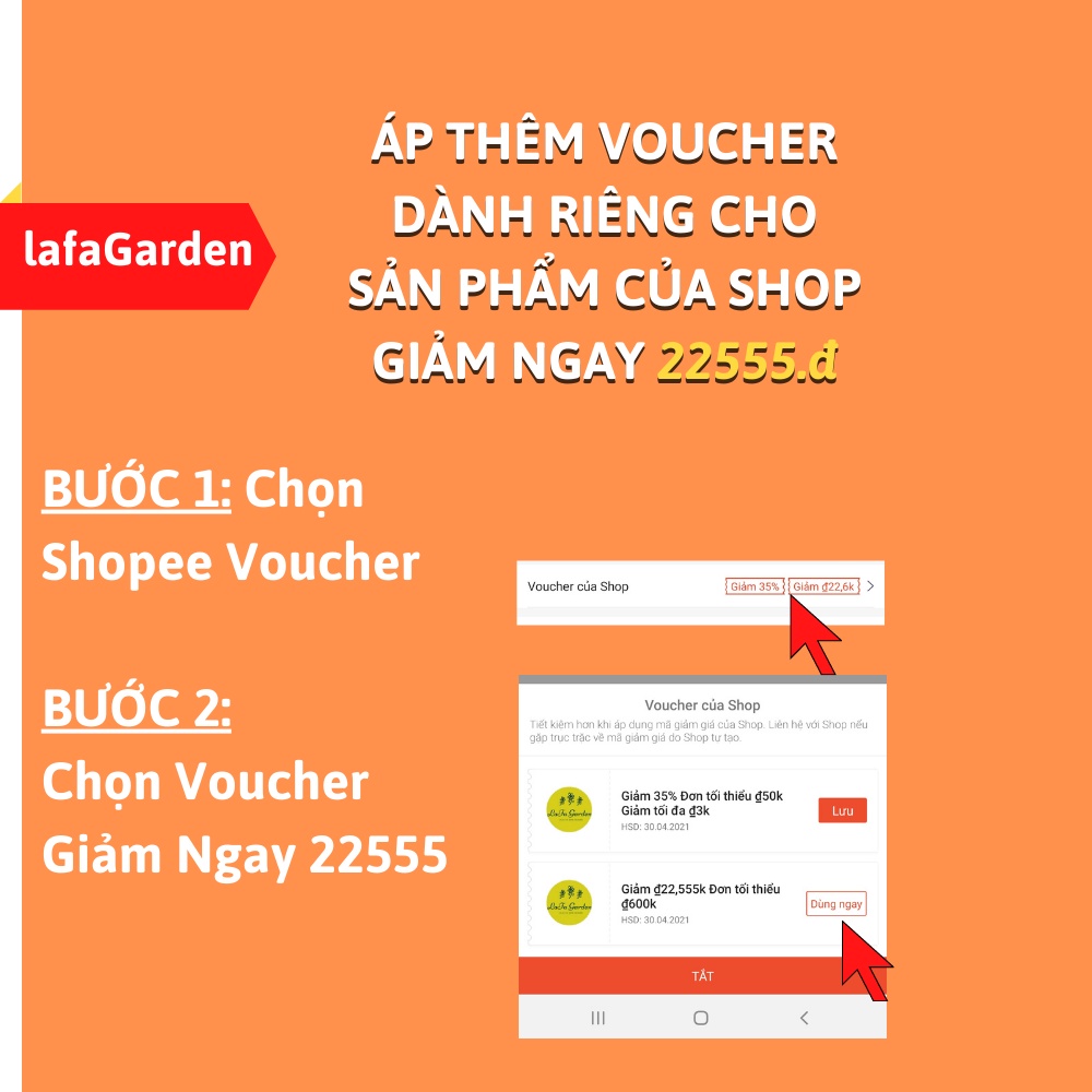 [Mã LIFEXANH03 giảm 10% đơn 500K] Cây hoa hồng Flamingo hoa màu cam lửa đẹp, kích thước (45-60cm) có nụ.hoa