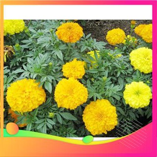 Hạt giống hoa cúc vạn thọ mỹ - 50 hạt vietgar