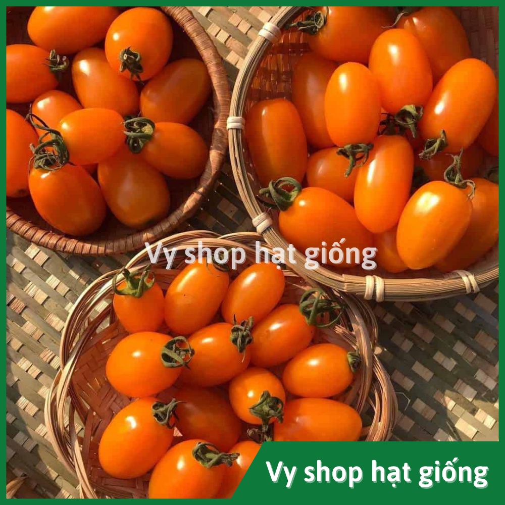 10 hạt giống cà chua trái cây Nova Known You Đài Loan