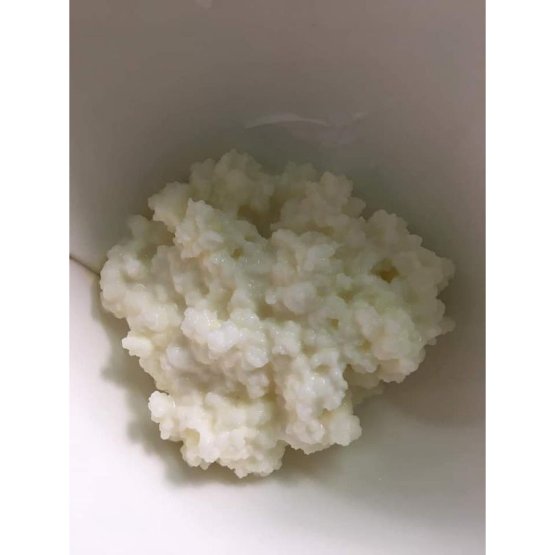 100 gram nấm sữa Kefir