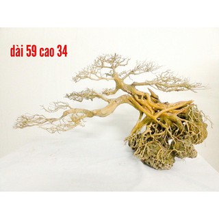Cây Bonsai dáng huyền