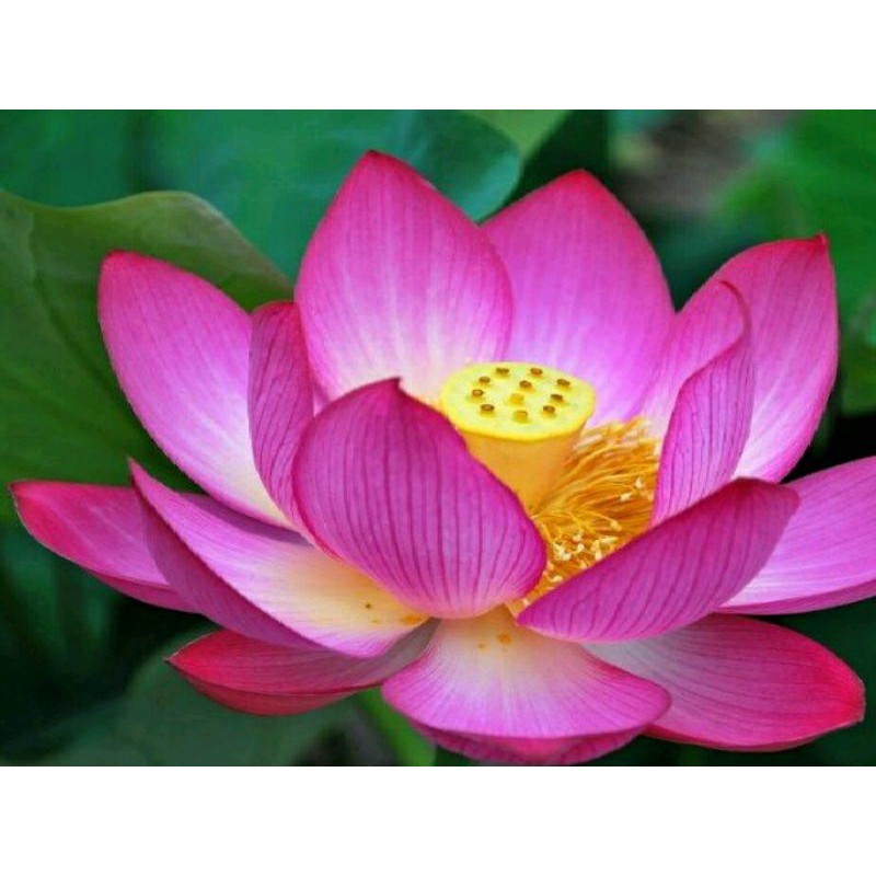 5C NHỤY SEN SZE S,đk 2-2.5cm