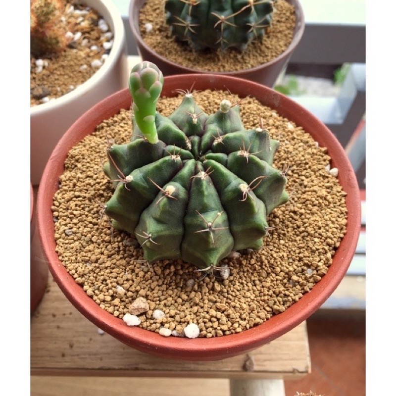 Đất phân nền Akadama trồng sen đá, tiểu cảnh terrarium, bể thủy sinh, bonsai 500g, 1kg