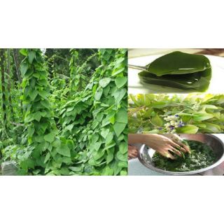 chậu cây sương sâm lông.