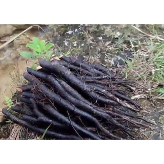 Sâm đen(sâm béo) 1kg