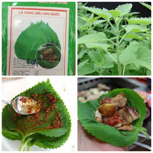 Hạt giống lá vừng (mè) Hàn quốc 0.5g