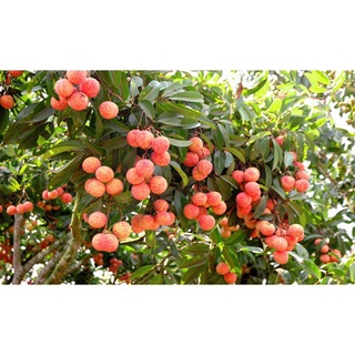 Cây giống Vải không hạt. [ Chuẩn Giống cây Trồng ].