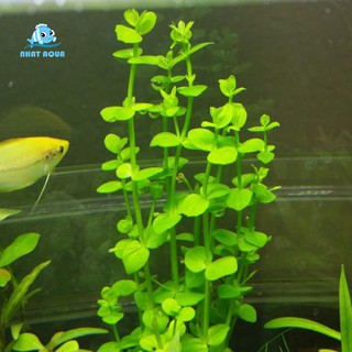 Cây Thủy Sinh Dưa Hấu