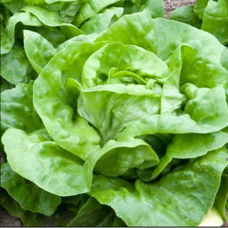 5gram hạt giống xà lách búp