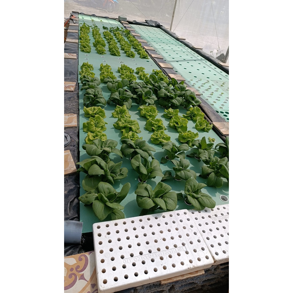 Xốp XPS trồng rau thủy canh Aquaponics tại nhà, dài 1200 mm, rộng 600 mm, dày 50 mm