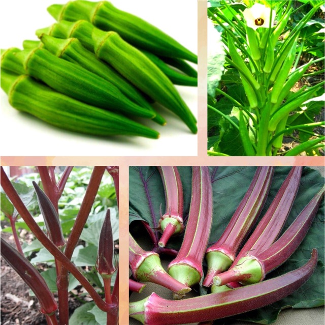 Hạt giống đậu bắp xanh, Đậu Bắp đỏ - đậu bắp Cây lùn Siêu Trái Nhanh Ăn