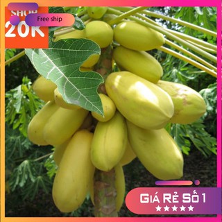 Hạt giống Đu đủ vàng (05 hạt)