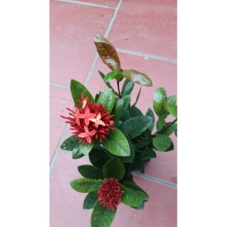 Hoa mẫu đơn màu đỏ nhung dáng tree