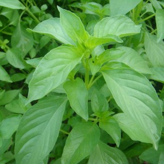 2g HẠT GIỐNG RAU THƠM SẢ (Ế TRẮNG)