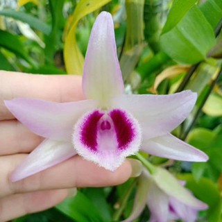 Hoa phong lan phi điệp lá mít gieo hạt