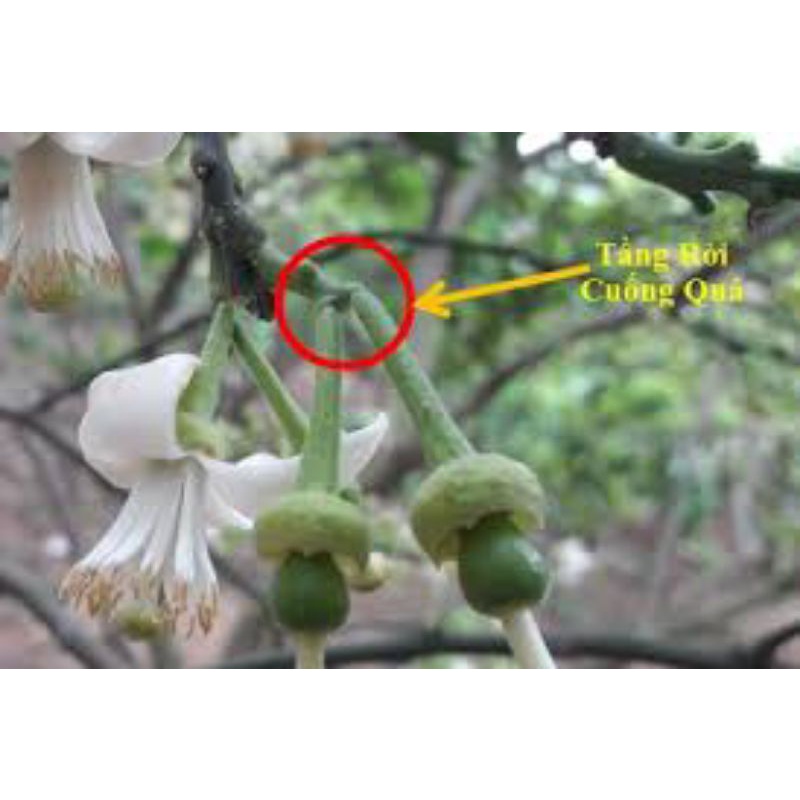 Chế Phẩm SIÊU BO ĐẬM ĐẶC PROFARM LBOR: Hạn Chế Rụng Trái Non - Rụng/Thui Hoa