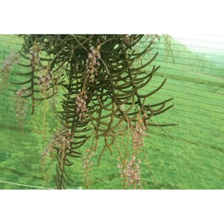 Lan sừng trâu rừng