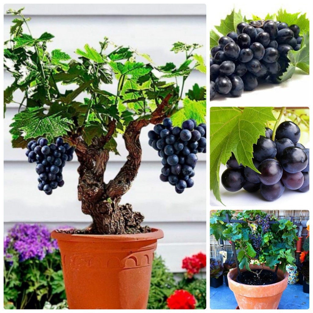 Hạt NHO lùn Pháp tỷ lệ nảy mầm cao Grape France seeds