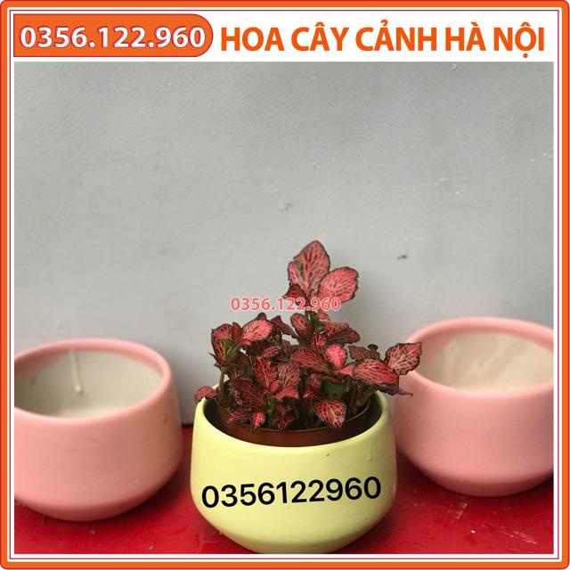 Chậu sứ men mát trồng cây Kt khoảng 7cm màu sắc tuỳ chọn