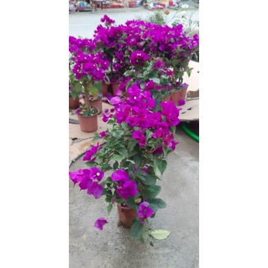 Hoa Giấy Tím đậm. Rẻ và đẹp