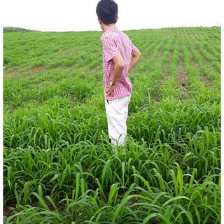 Hạt giống cỏ Mombasa Ghine( 50g)  - Cỏ Sả Lá Lớn - Hạt giống Cỏ Chăn Nuôi Trâu,bò,lợn,gà,cá...