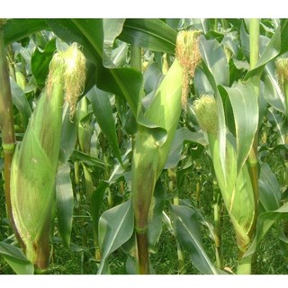 Hạt Giống Bắp Nếp Cao Sản