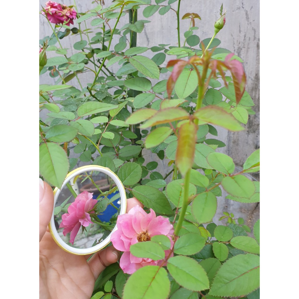 Gương soi mini
