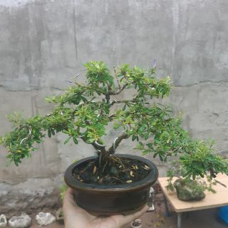(GIẢM GIÁ) Cây LINH SÂM bonsai mini