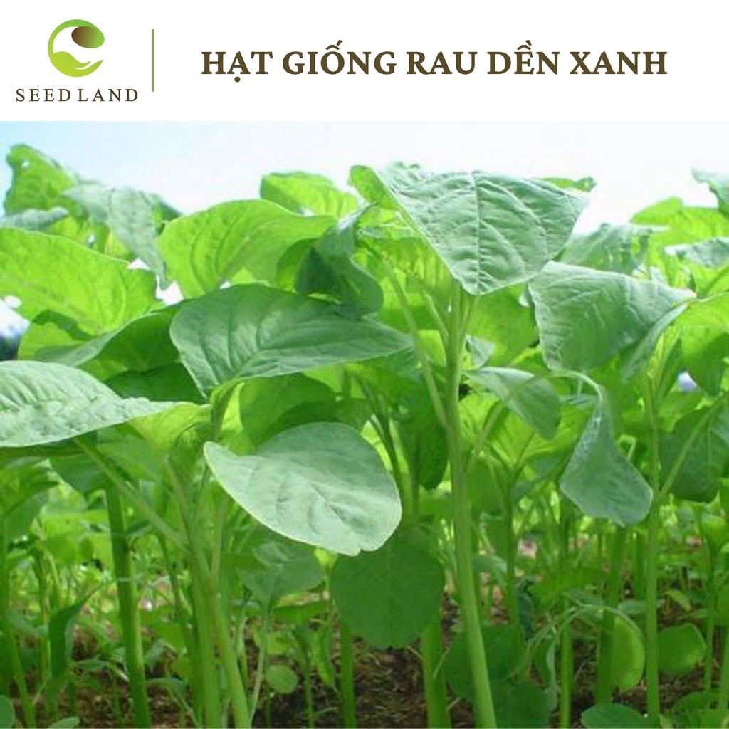 Hạt giống rau dền xanh cao sản - 20gr, cây lá to dễ trồng Seed Land