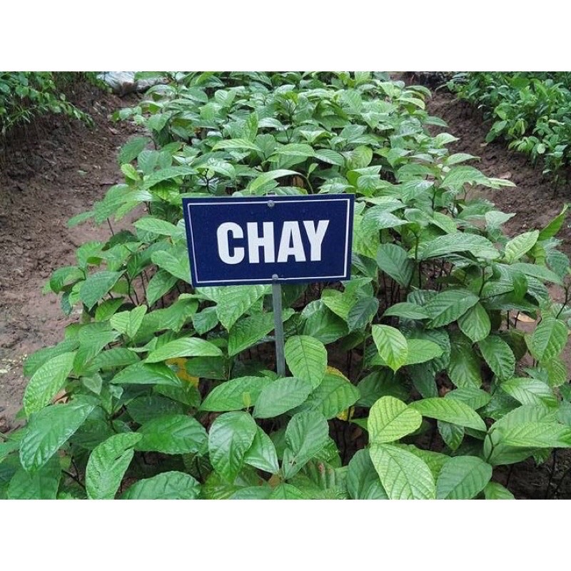 Cây giống chay ruột đỏ khoẻ mạnh