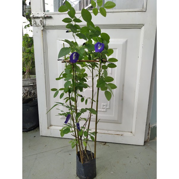 Cây hoa đậu biếc