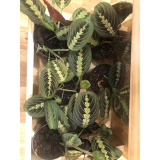 Maranta Prayer