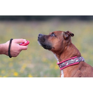 CLICKER HỖ TRỢ HUẤN LUYỆN CHÓ.
