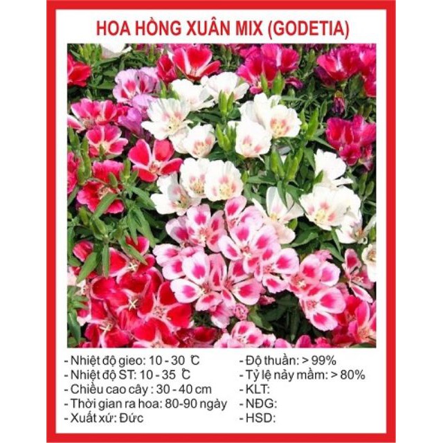 Bán Hạt Giống Hoa Hồng Xuân Mix -Luckyseeds hàng chuẩn