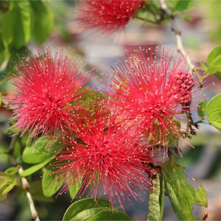 Hoa Điệp Lào hay Kiều Hùng đỏ, cây giống hình 2, cao 30cm, 50cm sắp ra hoa