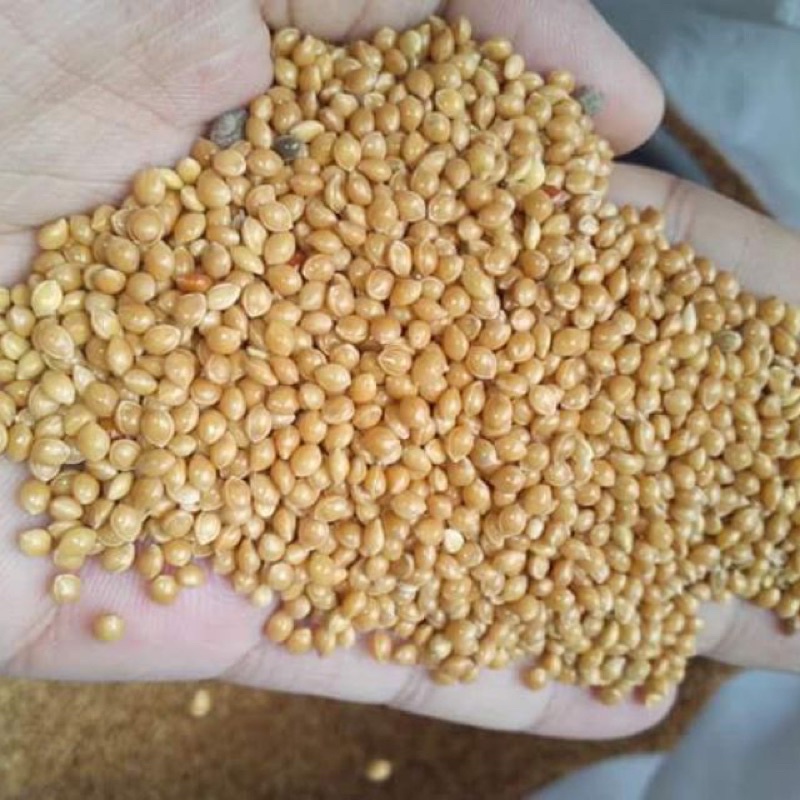 1kg kê bóng vàng