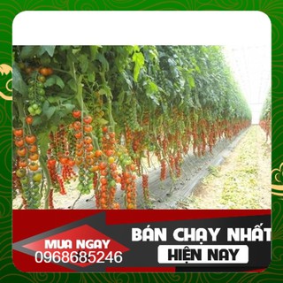 Màng phủ nông nghiệp màng phủ đất 1m2 x 400m x 25mic mic siêu bền, dễ sử dụng