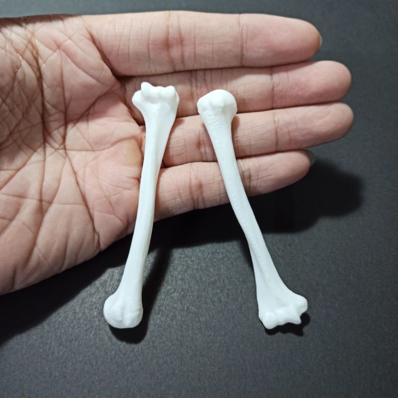 Set 2 Mô hình nhựa xương cánh tay của người dài 8cm tỉ lệ 1:6, trang trí kinh dị, halloween, chuồng bò sát, tiểu cảnh