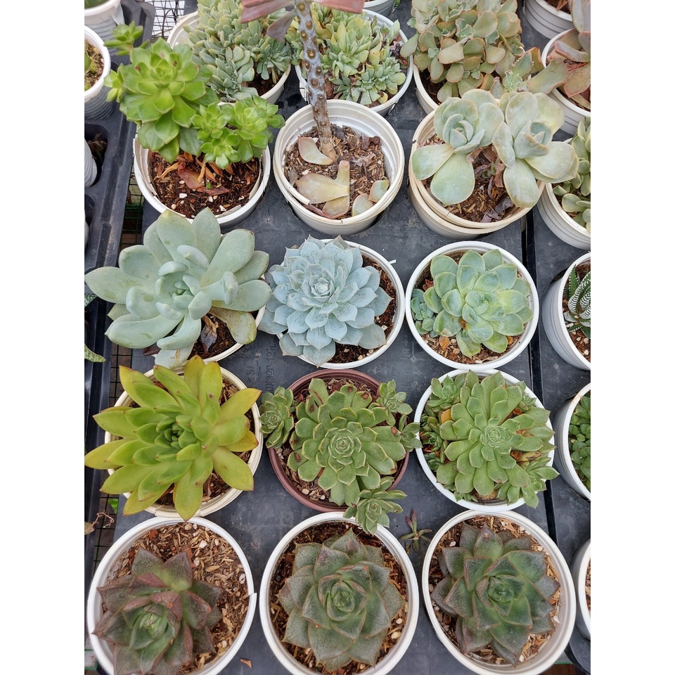 Sen đá cỡ to ngẫu nhiên