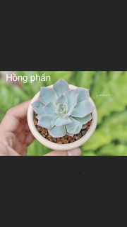 Sen đá nhỏ 3-5cm