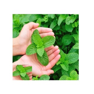 Tinh dầu Bạc hà cao cấp lọ 20ml