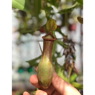 combo 3 nhánh hạt giống