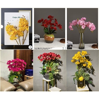 Cành lan hồ điệp 2 nhánh